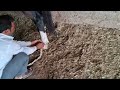 ઘોડી મા દામણ કેવી રીતે બાંધવી #Restrain of horse #veterinary #doctor #Horse lover