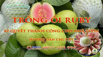 Giống Ổi RuBy Ruột Hồng Bí Quyết Thành Công Cho Nhà Vườn/ 0977503996