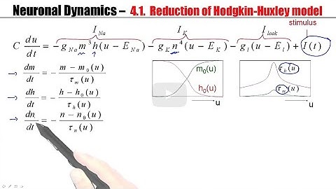 CNS4.1 -  From Hodgkin Huxley to 2D