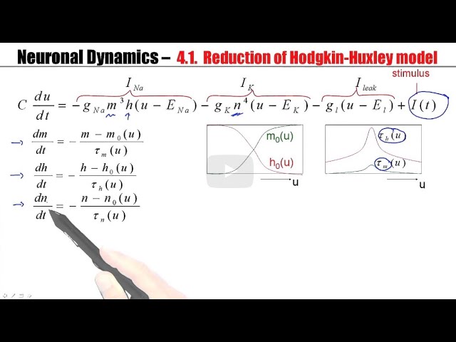 CNS4.1 -  From Hodgkin Huxley to 2D