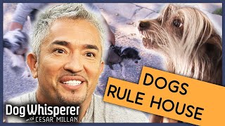Out Of Control Dogs Rule Over Family  | Full Episode | S9 Ep 5 | Dog Whisperer With Cesar Millan
