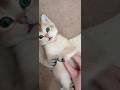 Little Star Elya. #elya #cat #fantik #kitten #shorts