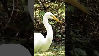 Burung bangau sedang berburu ikan #shorts #birds  #birdlovers #animals