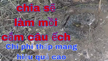THĂM CÂU ẾCH VÀ ĐI THĂM LÚ VỚI ĐƯA CHÁU |Lư Vũ vlog