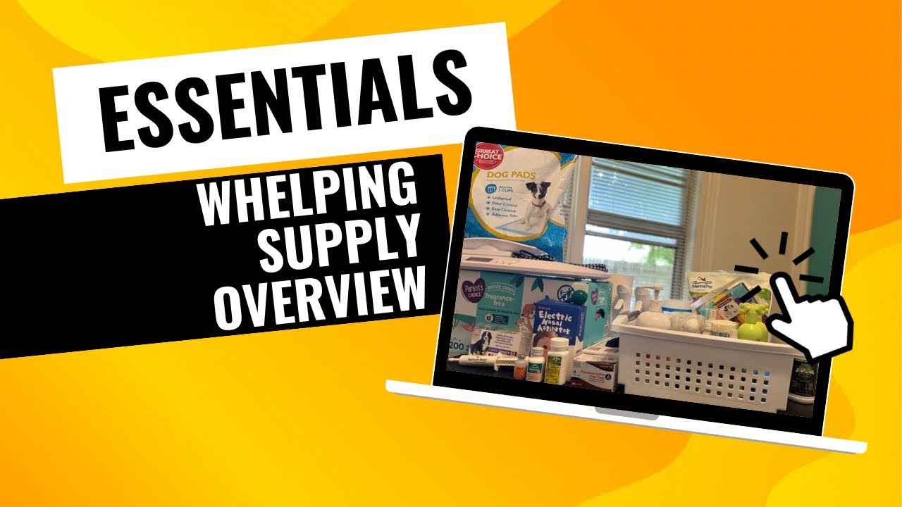 Whelping Essentials for Pocket American Bully MustHave Supplies! YouTube