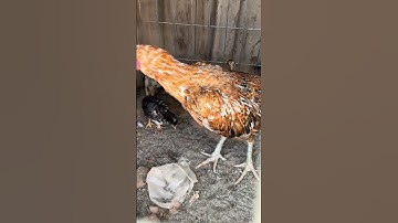 Kai wack dummer Qaib Thai #qaib #qaibdib #chicken #qaibthai #rooster