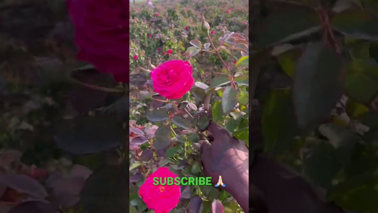ROSE FIELD🌹 