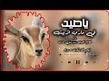 عصام الحميدي شبل مارب ياصيد في مارب اتربيت تصميم كلاشنكوف صرواح 