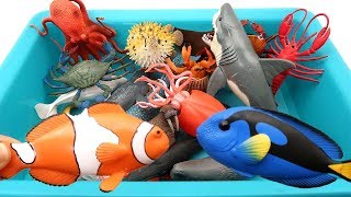 Let&#39;s Fishing Sea Animal Toys In a Toy Box! Learn Sea Animals For Kids - Shark, Octopus, Crab