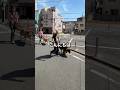 【超希少犬】国内登録数ほぼ0の超大型犬を撮ってみた