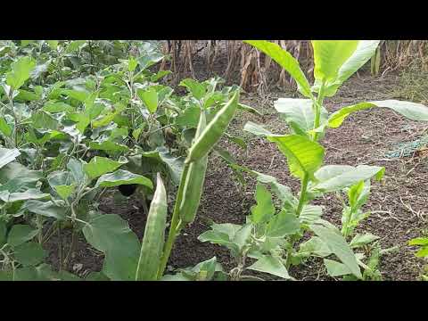 Video: Malabari spinatitaimed – kuidas kasvatada malabarspinatit
