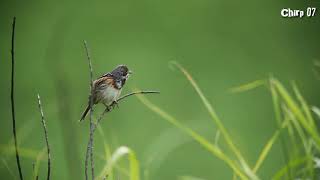 Beautifull bird  song of Chestnut eared