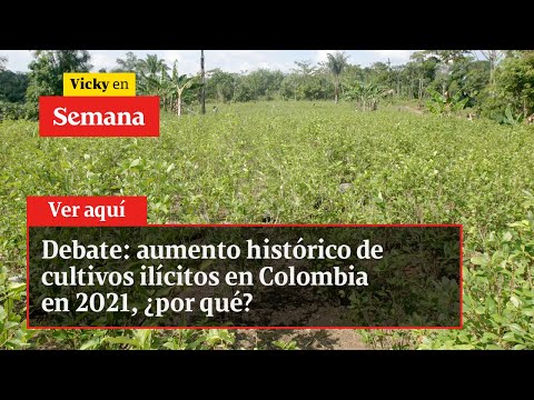 Debate: aumento histórico de cultivos ilícitos en Colombia en 2021, ¿por qué? | Vicky en Semana