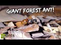 Keeping Massive GIANT FOREST ANTS as Pets | Dinomyrmex gigas (Feat. Just Ants, Singapore)