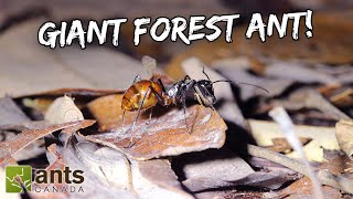 Keeping Massive GIANT FOREST ANTS as Pets | Dinomyrmex gigas (Feat. Just Ants, Singapore)