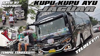 PERDANA!!! NGOYOD BUS KUPU KUPU AYU SHADOW EMPEROR JAGUAR