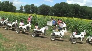 2015 COW TRAIN BY WALT BARRETT by Walt Barrett 99 views 8 years ago 27 seconds