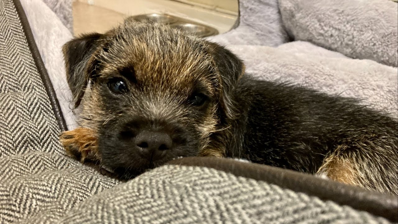 Border Terrier pup makes himself at home 🏡🐶💗 