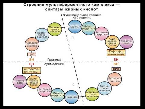 Нагиев Э.Р. Обмен липидов  Лекция 2