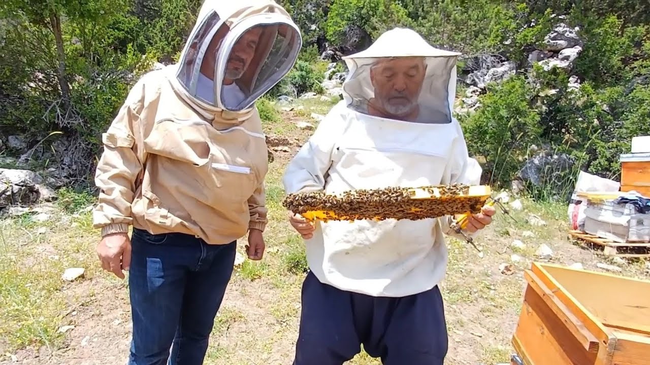 ARI BAKIMI GENEL KONTROLLER 2025 yılı geven balına sayılı günler kaldı#arıcılık#doğa#bee#beekeeping