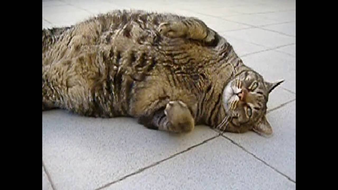 pitchers of cats YouTube