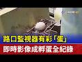 路口監視器有彩「蛋」 即時影像成孵蛋全紀錄