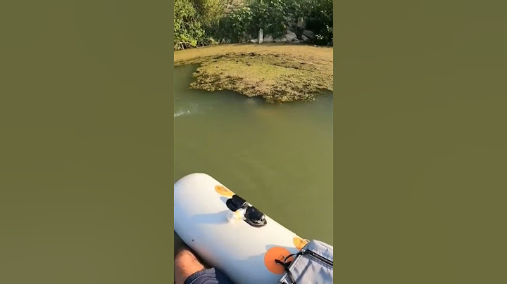 Атака огромного сома 😎