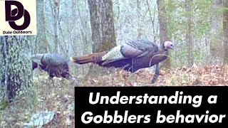 Understanding a GOBBLERS Behavior / Having more TURKEY HUNTING success