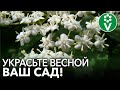 КАК ПРЕОБРАЗИТЬ САД В КОРОТКИЕ СРОКИ? Декоративные кустарники – одно из решений!