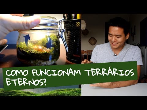 Vídeo: Terrários precisam de luz solar?