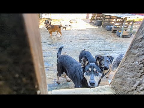 Побег Бони, голодные собаки и помощь