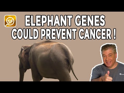 Elephant Genes Could Hold The Secret To Preventing Cancer