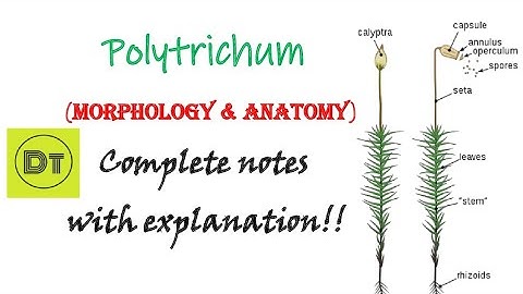Bryophyta- Polytrichum (Morphology and Anatomy)