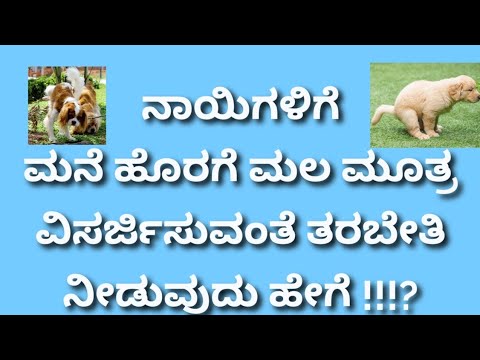 Dog or puppy potty training | ನಾಯಿಗಳಿಗೆ ಮನೆ ಹೊರಗೆ ಮಲ ಮೂತ್ರ ವಿಸರ್ಜನೆ ಮಾಡುವುದನ್ನು ಕಲಿಸುವುದು ಹೇಗೆ !!???