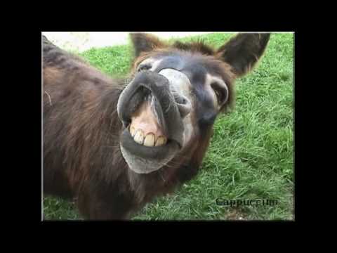 poney qui rigole