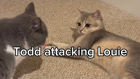 Video 3839991: loving british shorthair boys, adorable british shorthair