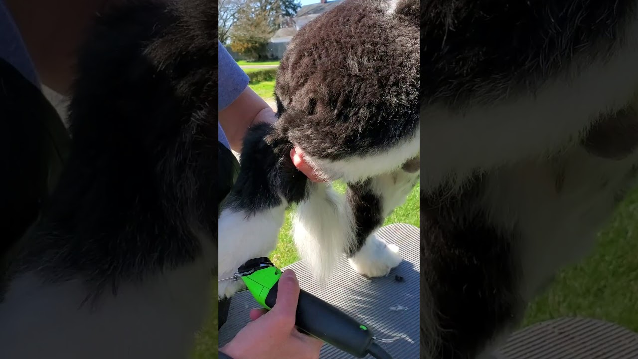 Portuguese Water  Dog Pet Retriever trim by Pam Bober/Silver Sands Pwds