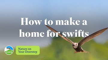 How to make a home for swifts | RSPB Nature on Your Doorstep