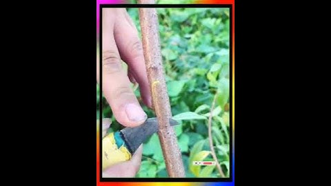ghép cành # ghép cây bưởi # cung cấp cây giống # công nghệ ghép cành