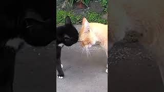 SUARA KUCING BERANTEM #shorts #pecintakucing #cat #catlover #viral