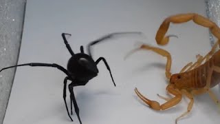 Scorpion vs Spider, Crab, Praying Mantis, Camel Spider, Hornet and even a Hedgehog by THE MAGNUM 669 views 1 month ago 10 minutes, 30 seconds