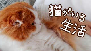 猫がいる生活ってこんな感じ…