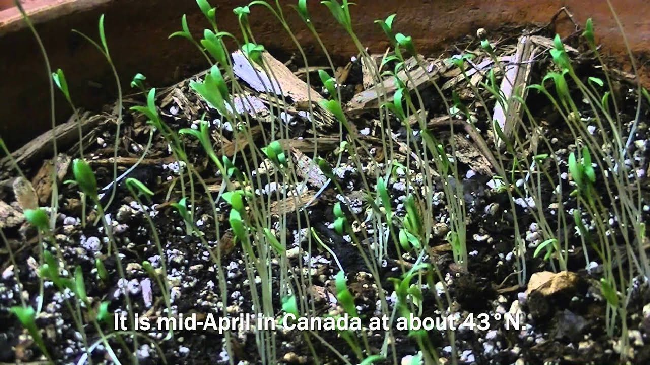 NATURE Experimenting with TimeLapse Video Cilantro Sprouts YouTube