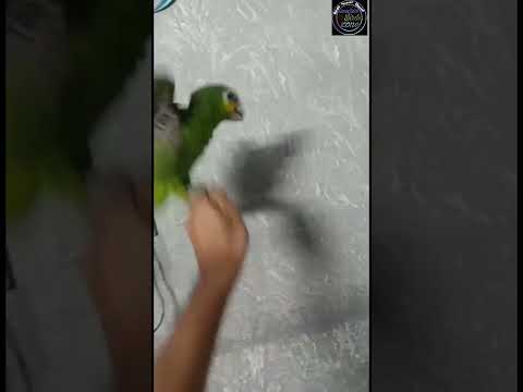 Amazon parrot batha #birds #sangharbirdszone #youtubeshorts #shots #parrot