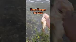 Catch And Release #Fishing #bass #catchandrelease #youtubeshorts #youtube