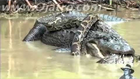 Trăn Anaconda đại chiến Cá sấu và cái kết bất ngờ.