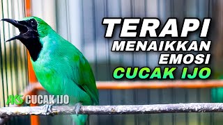 Download Lagu CUCAK IJO GACOR COCOK UNTUK TERAPI MENAIKKAN EMOSI BIRAHI IJO DEWASA AGAR CEPAT ON FIRE CEPAT JAMBUL MP3 Download Lagu CUCAK IJO GACOR COCOK UNTUK TERAPI MENAIKKAN EMOSI BIRAHI IJO DEWASA AGAR CEPAT ON FIRE CEPAT JAMBUL MP3