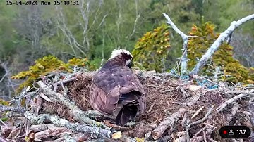 Female Osprey CJ7 laying first egg of 2024 - 15/04/24