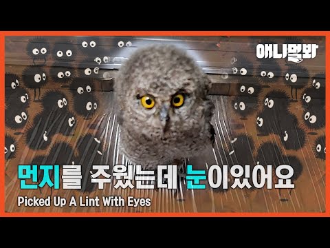 새 줍줍하고 방송 탄 썰ㅣPicked Up A Bird And Featured On TV