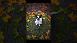 My GIRL in Autumn 📸🐶❤️ RATE from 1-10 👇🏼 #dogs #funny #photoshoot